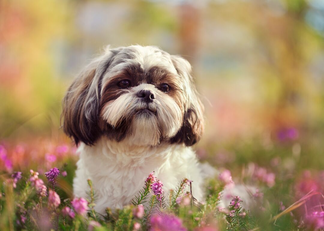 #4. Shih tzus